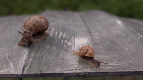 Deux Escargots Mère Bébé Rampant Sur Parapluie Sous Pluie Profondeur — Video
