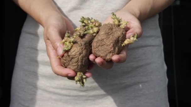 Young Woman Holding Sprouted Potatoes Her Hands — Stock Video