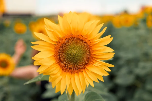 Nahaufnahme Einer Sonnenblume Die Einem Schönen Sonnigen Sommertag Mit Einigen — Stockfoto