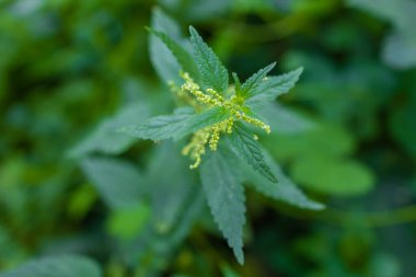 Urtica dioica ya da ısırgan otu, bahçede. Isırgan otu, kanama, idrar söktürücü, ateş düşürücü, yara iyileştirme, antiheumatik madde olarak kullanılan bir ilaç..