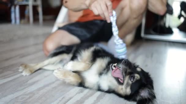 Neşeli Köpek Renkli Oyuncağıyla Oynuyor Küçük Köpek Sahibiyle Evde Oynuyor — Stok video
