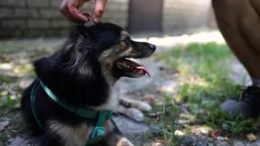 Şirin küçük köpek ve sahibi parkta birlikte oynuyorlar. Kürklü köpek okşamayı ve insanın en iyi arkadaşıyla iyi vakit geçirmeyi sever. Koşumlu köpek.