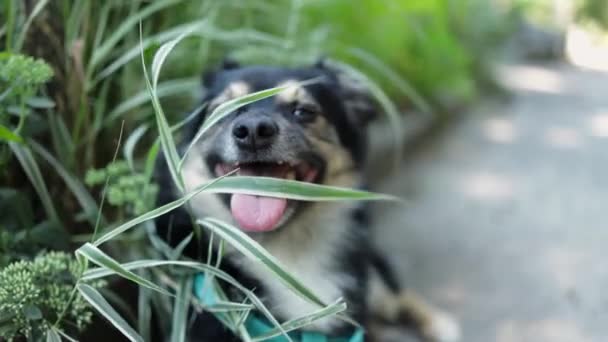 Спокійна Тварина Розслаблена Лежить Траві Портрет Милого Собаки Милий Досить — стокове відео