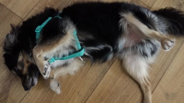 Ruhige Haustiere Sind Entspannt Und Legen Sich Auf Den Boden — Stockvideo