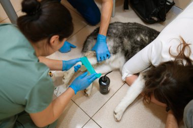 Veteriner veteriner veteriner kliniğinde hasta bir köpeğe bakıyor.