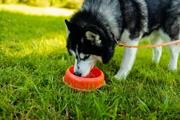 Siberian Husky dog eating from a bowl on green grass