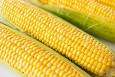 Koçandaki taze mısır beyaz arka planda izole edilmiş - sağlıklı gıda tarzı