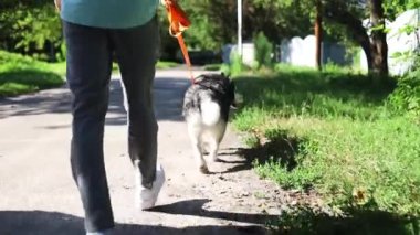 Yaz parkında evcil bir köpekle yürüyen çift..