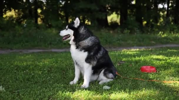 Pasangan Muda Bahagia Dengan Anjing Serak Siberia Taman Musim Panas — Stok Video