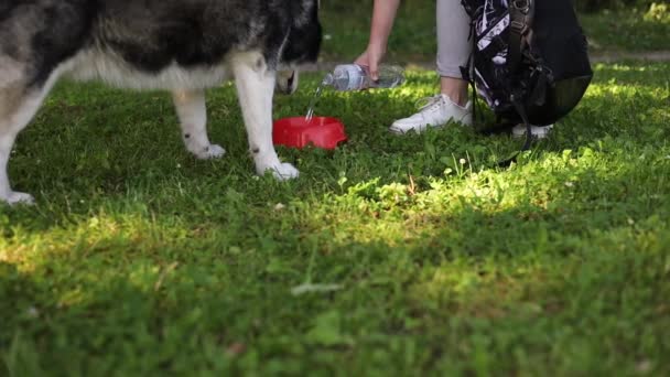 西伯利亚哈士奇犬在公园里喝碗里的水 — 图库视频影像