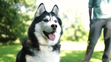 Yeşil yaz parkındaki Husky köpeğinin portresi. Güzel bir Husky 'nin büyüleyici yakın çekimi. Dili çıkmış ve yüzünde bir gülümseme var.. 