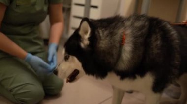 Sibiryalı Husky kadın bir veterinerin yanında yerde yatıyor.