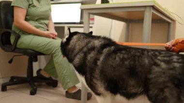 Sibiryalı Husky kadın bir veterinerin yanında yerde yatıyor.