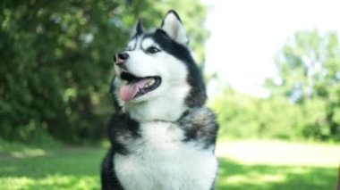 Yeşil yaz parkındaki Husky köpeğinin portresi. Güzel bir Husky 'nin büyüleyici yakın çekimi. Dili çıkmış ve yüzünde bir gülümseme var.. 