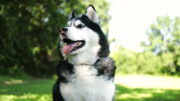 Porträt Eines Husky Hundes Grüner Sommerpark Nahaufnahme Faszinierende Nahaufnahme Eines — Stockvideo
