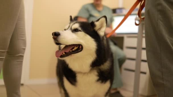 Veterinário Cuidando Cão Doente Uma Clínica Veterinária Animal Estimação Saudável — Vídeo de Stock