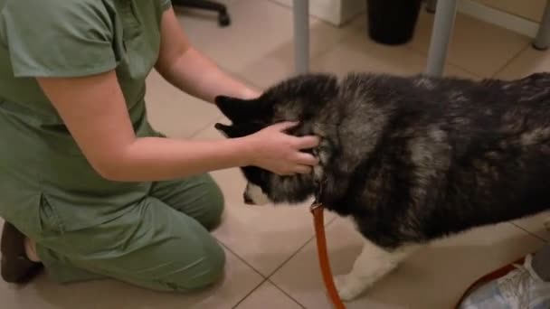 Weterynarz Zajmujący Się Chorym Psem Klinice Weterynaryjnej Zdrowe Zwierzę Check — Wideo stockowe