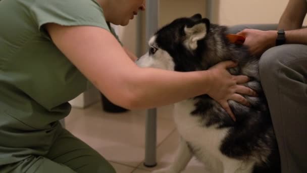 Állatorvos Gondozza Beteg Kutyát Egy Állatorvosi Klinikán Egészséges Kisállat Egy — Stock videók