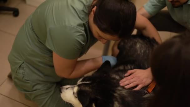 Weterynarz Zajmujący Się Chorym Psem Klinice Weterynaryjnej Zdrowe Zwierzę Check — Wideo stockowe