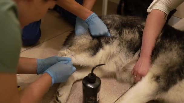 Vétérinaire Passer Test Médical Animal Compagnie Prélèvement Échantillon Sang Sur — Video
