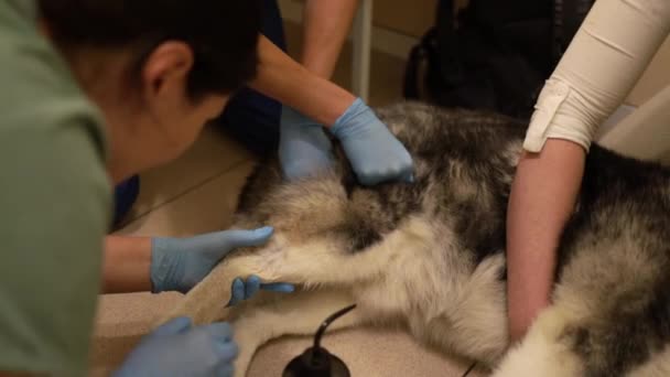 Κτηνίατρος Που Φροντίζει Ένα Άρρωστο Σκυλί Κτηνιατρική Κλινική Υγιή Κατοικίδια — Αρχείο Βίντεο