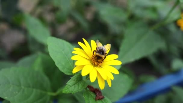 Widok Pszczoły Miodnej Podczas Lotu Zbierać Pyłek Żółtego Kwiatu Zwierząt — Wideo stockowe