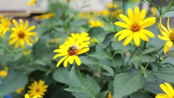 Honungsbi Visa Medan Flyga Och Samla Pollen Från Gul Blomma — Stockvideo