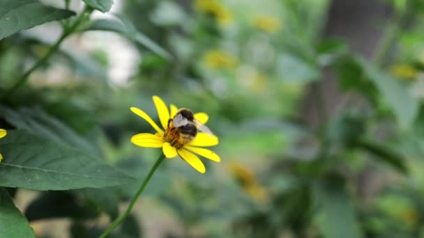 ハニーハチビービューは 飛んで黄色の花 動物の昆虫の野生生物から花粉を収集しながら — ストック動画