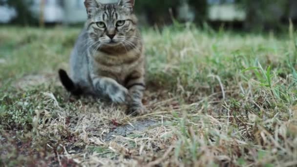 猫は草の中に座り 危険を感じ 逃げていきます 野良猫のスニフが周囲のすべてをチェックする — ストック動画