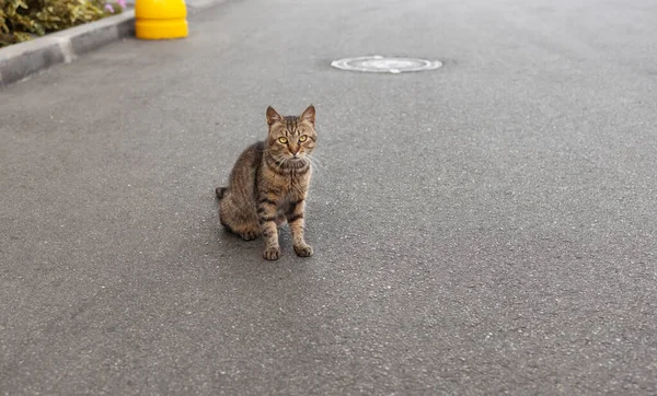 Άστεγη Κοκκινομάλλα Γάτα Που Κάθεται Στο Δρόμο Επιλεκτική Εστίαση Ρηχό — Φωτογραφία Αρχείου