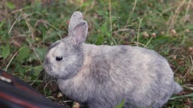 Şirin tüylü, gri tavşan, büyük kulaklı, bıyıklı, yeşil çimen. Renkli tavşan, çayır Paskalya Tavşanı bahar mevsiminde yatıyor. El yapımı tavşan yeşili çayır. Portre şirin tavşan bahar güneşli hava, yakın çekim