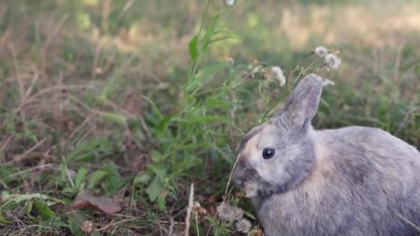 Niedliche Flauschige Graue Kaninchen Mit Großen Ohren Schnurrbart Grünes Gras — Stockvideo