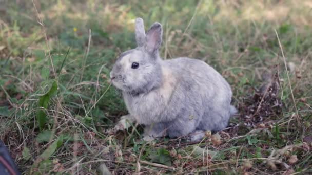 Милый Пушистый Серый Кролик Большими Усами Зеленая Трава Красочный Кролик — стоковое видео