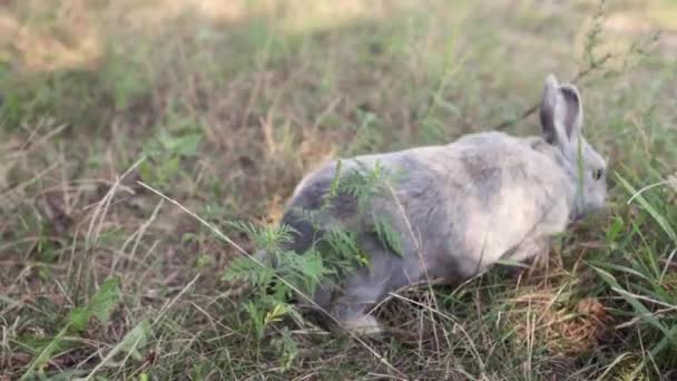 Cute Fluffy Gray Rabbit Big Ears Mustache Green Grass Colorful — Vídeo de Stock