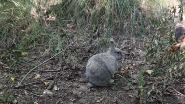 Cute Fluffy Gray Rabbit Big Ears Mustache Green Grass Colorful — Stockvideo