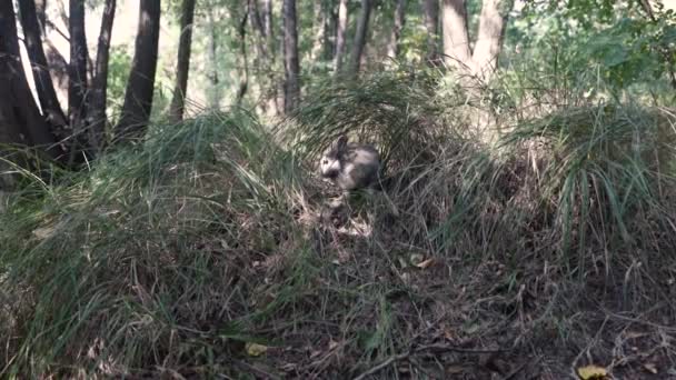 Ein Kaninchen Versteckt Sich Gras Der Hase Sitzt Gras — Stockvideo