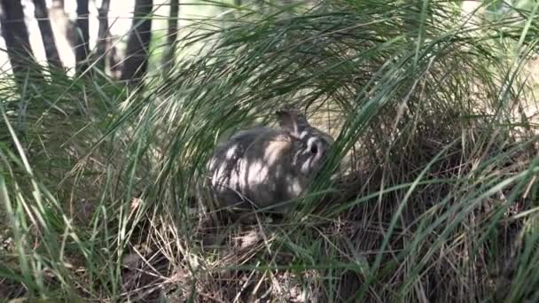 一只藏在草丛中的兔子野兔坐在草地上 — 图库视频影像