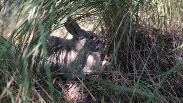 Otların Arasında Saklanan Bir Tavşan Tavşan Çimenlerde Oturur — Stok video