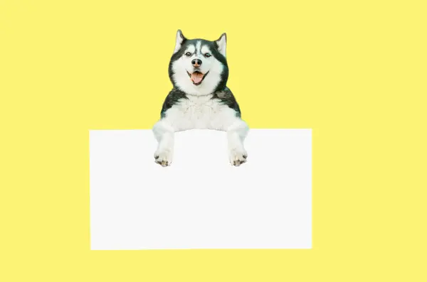 黄色の背景に空白のボードを持つかわいいシベリアのハスキー犬 — ストック写真