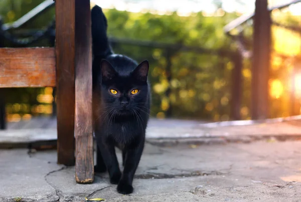 Černá Kočka Žlutýma Očima Pod Lavičkou Parku — Stock fotografie