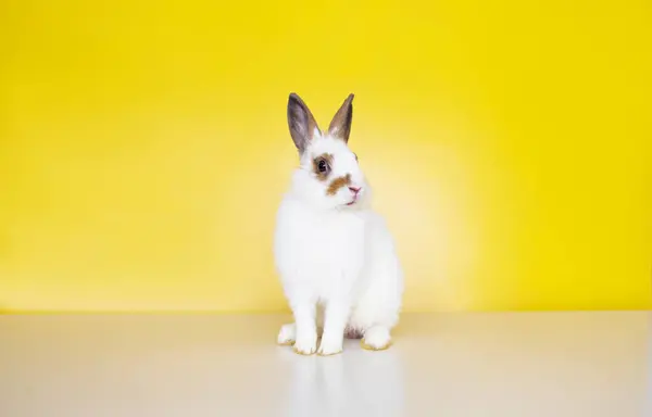 可爱的兔子 黄色背景的复活节兔子 漂亮可爱的宠物 复活节概念的可爱小兔子 — 图库照片