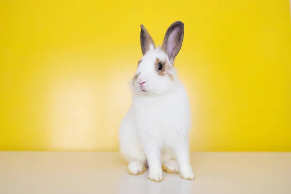 一只黄色背景的健康可爱的小兔子 可爱的绒毛兔在黄色的背景可爱的哺乳动物 美丽的明亮的眼睛在自然界的生活 动物概念 — 图库照片