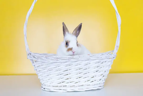 可爱的兔子 黄色背景的复活节兔子 漂亮可爱的宠物 复活节概念的可爱小兔子 — 图库照片