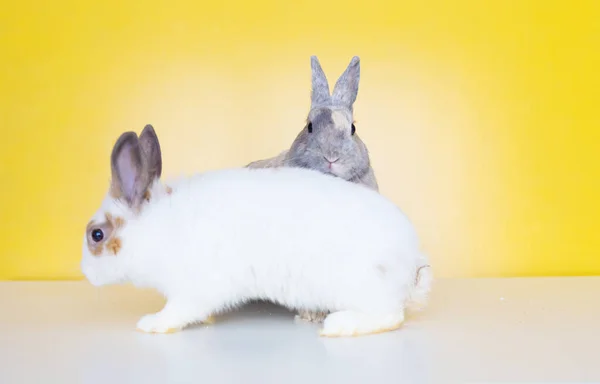 Due Graziosi Coniglietti Pasquali Sfondo Giallo Bellissimi Animali Domestici Adorabili — Foto Stock