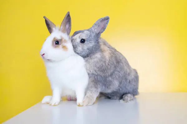 两只黄色背景的可爱的兔子 漂亮可爱的宠物 复活节概念的可爱小兔子 — 图库照片