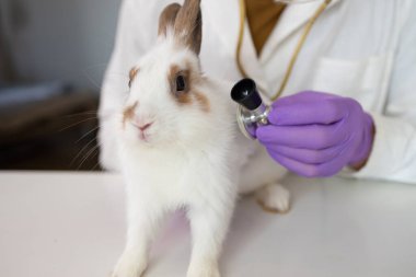 Veterinerler tavşan taşır ve klinikteki tüylü tavşan kalbini ve ciğerlerini kontrol etmek için stetoskopları kullanır. Hastanedeki bir profesyonelle hayvan sağlığı hizmeti kavramı