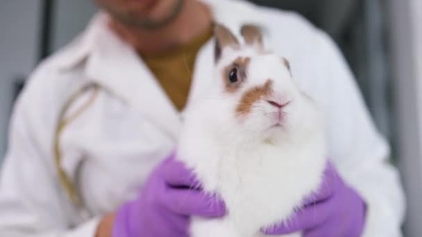 獣医医師ホールドザウサギのためにチェックアップ彼女のクリニック — ストック動画