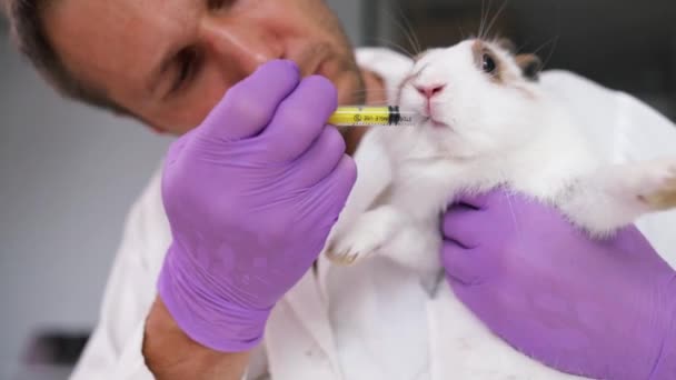 ウサギは獣医のケア 病気や負傷したウサギのペットが必要です獣医クリニックでのチェックアップ 手袋を身に着けている医師の手注射器を使用してウサギに優しく薬や水を供給 — ストック動画