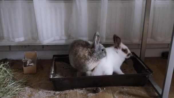 Two Rabbits Mating Playing Reproduction Process Dominant Individual — Stock Video
