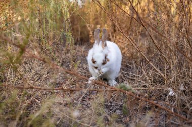 Sonbahar boyunca arka planında doğal bokeh olan çimenlerin üzerindeki şirin küçük tavşan. Bahçede oynayan genç sevimli tavşan. Parkta sevgi dolu bir hayvan.